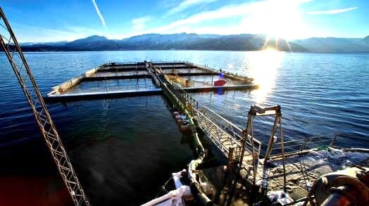 Akvakulturgodkjent Desinfeksjon